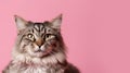 Advertising portrait, banner, cool looking big cat classic color, yellow eyes, funny straight look, isolated on pink