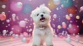 Advertising portrait, banner, dansing disco dog with white fur and open mouth, isolated on colorful background Royalty Free Stock Photo