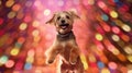 Advertising portrait, banner, dansing jumping disco dog with brown fur and open mouth, isolated on colorful background Royalty Free Stock Photo