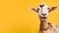 Advertising portrait, banner, funny cheerful bleating goat with white wool looks at the camera, isolated on yellow Royalty Free Stock Photo