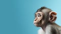 Advertising portrait, banner, funny gray monkey looks to the left, isolated on blue background