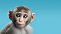 Advertising portrait, banner, funny gray monkey, straight look, isolated on blue background