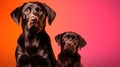 Advertising portrait, banner, funny mother and puppy brown labrador dogs, straight look to the camera, isolated on pink