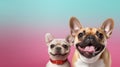 Advertising portrait, banner, funny mother and puppy pug dogs, straight look to the camera, isolated on blue-pink Royalty Free Stock Photo