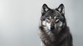 Advertising portrait, banner, gorgeous gray classic wolf isolated on gray background