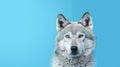 Advertising portrait, banner, gorgeous gray classic wolf looking straight ahaid, isolated on blue background