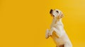 Advertising portrait, banner, labrador dog sits obediently and waits for commands, isolated on yellow background