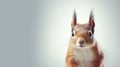 Advertising portrait, banner, redhead squirrel looks straight ahead, isolated on gray neutral background