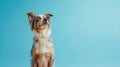 Advertising portrait, banner, smiling colored australian shepherd stands on its hind legs, isolated on blue background