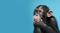 Advertising portrait, banner, thinking black chimpanzee looks to the left, isolated on blue background Royalty Free Stock Photo