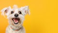 Advertising portrait, banner of a white fluffy dog, with a smiling look, open mouth, and a red collar, isolated on a