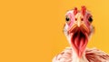 Advertising portrait, banner, white turkey with pink accents, looking seriously directly at the camera, isolated on a Royalty Free Stock Photo