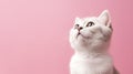 Advertising portrait, banner, young kitty white color, looks up, isolated on pinkbackground