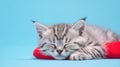 Advertising portrait, banner, young sleeping on a red pillow kitty gray striped color, isolated on blue background