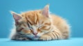 Advertising portrait, banner, young sleeping tight kitty redhead color, isolated on blue background