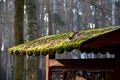 On the advertising sign where posters and advertisements are pasted there is a roof overgrown with mosses and lichens. is next to Royalty Free Stock Photo