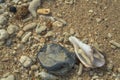 Advertising, Travel, Vacation and Holiday Concept - Broken pieces of sea corals on the beach