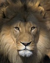 Male African lion staring into camera Royalty Free Stock Photo