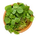 Adzuki bean microgreens in wooden bowl