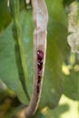 Adzuki beans in the pod in the garden