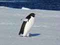 AdÃÂ©lie penguin Pygoscelis adeliae on the ice in the Ross Sea Antarctica