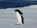 AdÃÂ©lie penguin Pygoscelis adeliae on the ice in the Ross Sea Antarctica