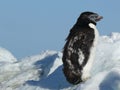 AdÃÂ©lie penguin Pygoscelis adeliae moulting