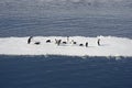 AdÃÂ©lie penguins on blocks of ice in the Weddell Sea. Royalty Free Stock Photo