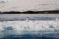 Tempanos in the Antarctic peninsula. Royalty Free Stock Photo