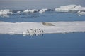 AdÃÂ©lie penguins and Weddell seals coexist in the Weddell Sea. Royalty Free Stock Photo