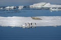 AdÃÂ©lie penguins and Weddell seals coexist in the Weddell Sea. Royalty Free Stock Photo