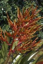 Aechmea blanchetiana bromeliad plant Royalty Free Stock Photo