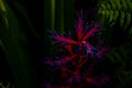 Aechmea Blue Rain or Aechmea Blue Tango flower is a species of Bromeliad Royalty Free Stock Photo
