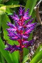 Aechmea `Blue Tango` bromeliad cultivar - Davie, Florida, USA