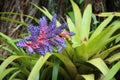 Aechmea Blue Tango Bromeliad flower