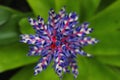 Aechmea Blue Tango Flower