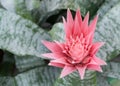 Aechmea. Bromeliad flower in bloom in springtime Royalty Free Stock Photo