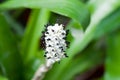 Aechmea bromeliifolia flower