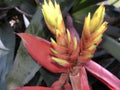 Aechmea chantinii - a tropical flower Royalty Free Stock Photo