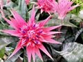 Aechmea fasciata beautiful pink flower close-up stock images