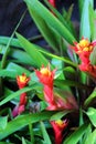 Aechmea fasciata blossom in garden