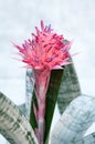 Aechmea fasciata (Bromeliaceae Pineapple) Royalty Free Stock Photo