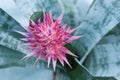 Aechmea fasciata (Bromeliaceae Pineapple) Royalty Free Stock Photo