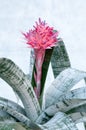 Aechmea fasciata (Bromeliaceae Pineapple) Royalty Free Stock Photo