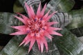 Aechmea fasciata (Bromeliaceae Pineapple) Royalty Free Stock Photo