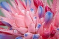 (Aechmea fasciata) Bromeliad Royalty Free Stock Photo