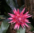 Aechmea fasciata Bromeliad