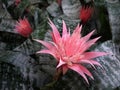 Tropical Exotic Flowers