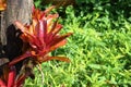 Aechmea fasciata kind of local Brazil Plants put on Dry tree