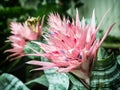 Aechmea fasciata, pink flowering plant